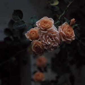 高圆圆被揉到高潮下不了床
